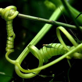 The green serpent of nature